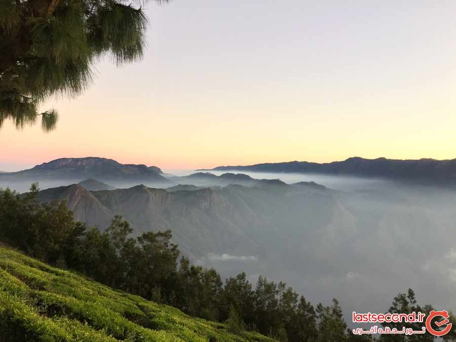 مرتفع ترین مزارع چای جهان در هند