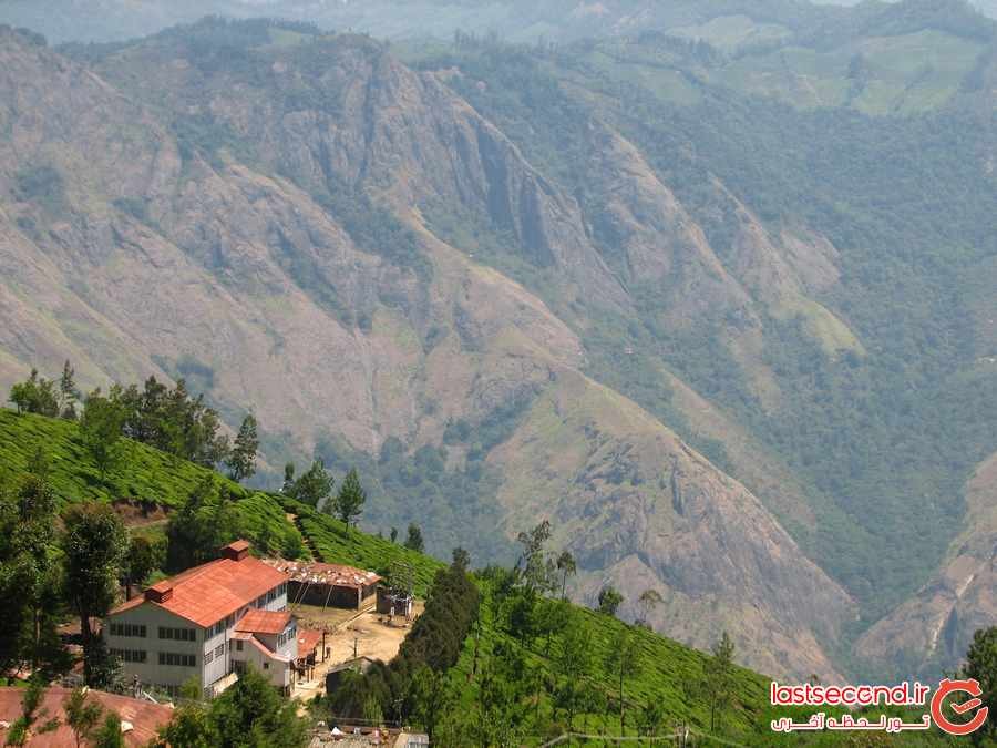 مرتفع ترین مزارع چای جهان در هند