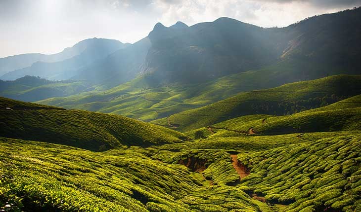 مرتفع ترین مزارع چای جهان در هند