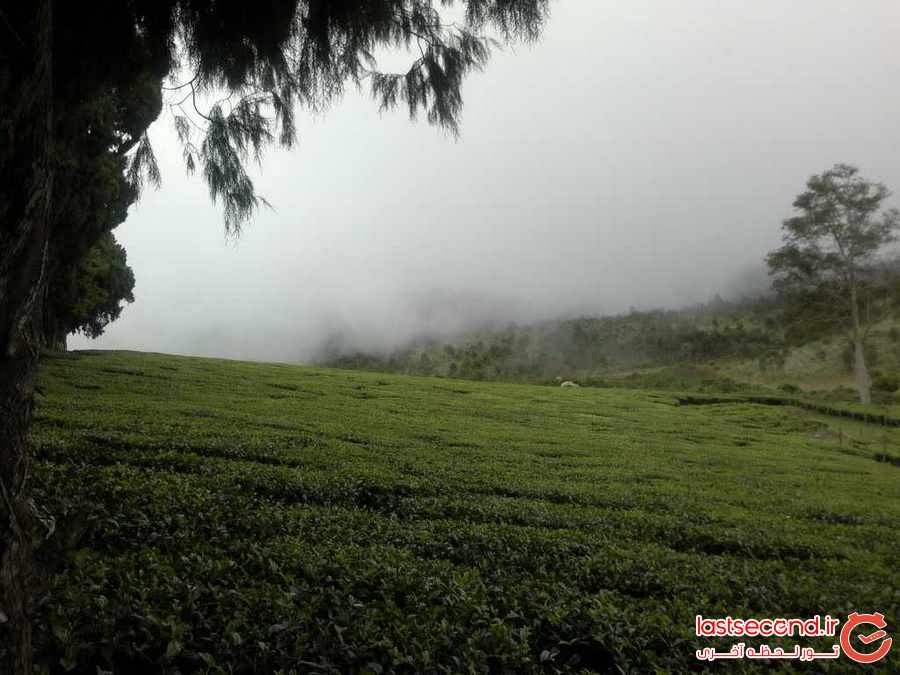 مرتفع ترین مزارع چای جهان در هند