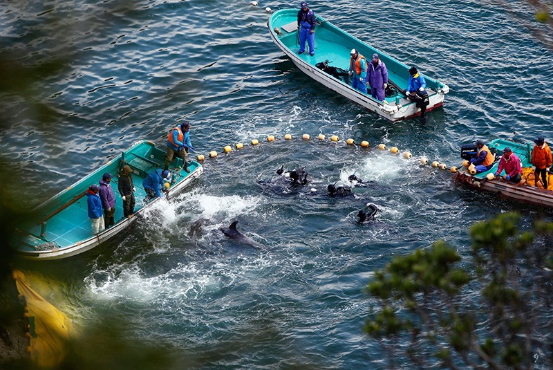 شکار دلفین ها در تایجی، ژاپن