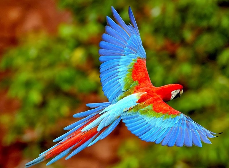 زیباترین طوطی های جهان به رنگارنگی طبیعت! + عکس