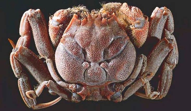 خرچنگی عجیب با صورتی شبیه به انسان!
