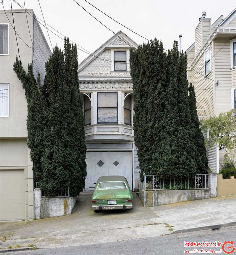 درخت آرایی، پدیده ای عجیب و جالب در سن فرانسیسکو
