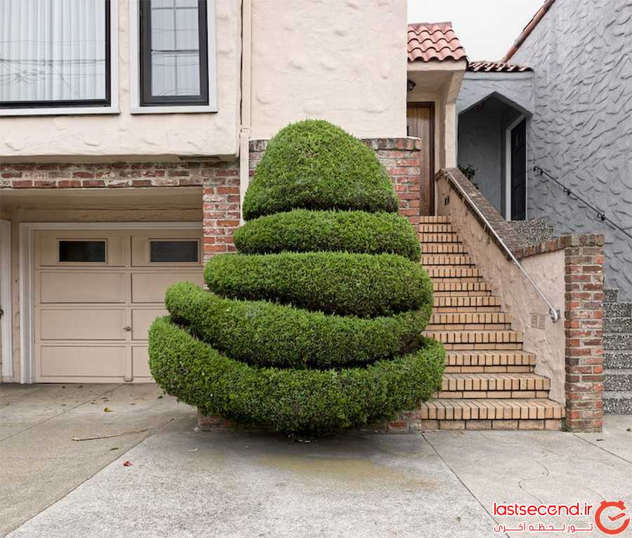 درخت آرایی، پدیده ای عجیب و جالب در سن فرانسیسکو