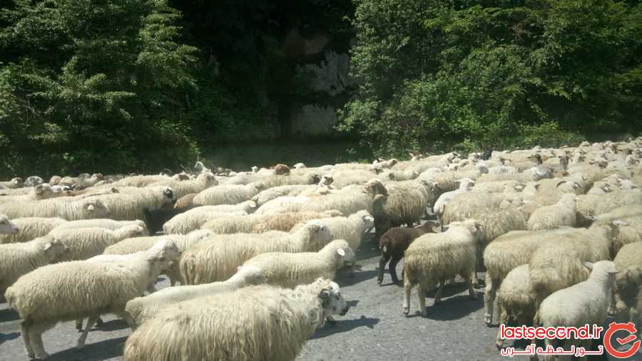 در جاده های شمالی گرجستان با این صحنه زیاد مواجه میشید که گله های گوسفند یا گاو کل جاده رو گرفتن.