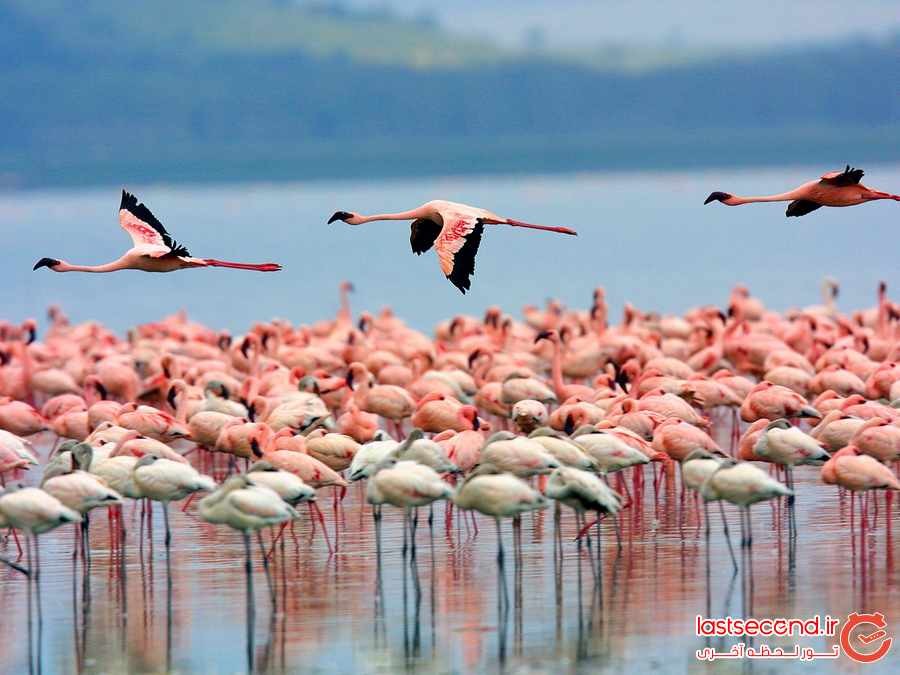 تماشای فلامینگوهای دریاچه ناکورو ، کنیا ‏
