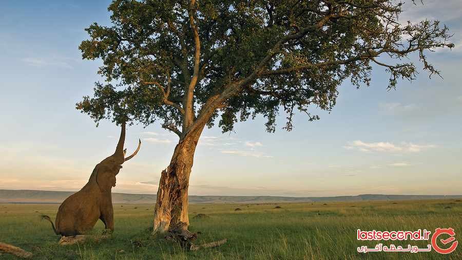 درختی عجیب با میوه الکل دار در آفریقا