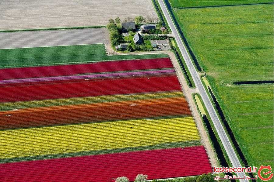 تصاویر هوایی فوق العاده زیبا از مزارع لاله در هلند
