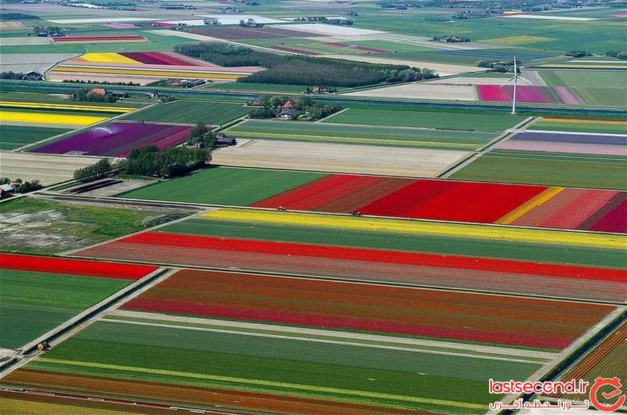 تصاویر هوایی فوق العاده زیبا از مزارع لاله در هلند