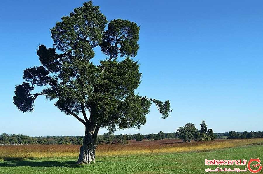 درختانی که شاهد جنگ داخلی آمریکا بوده اند!‏