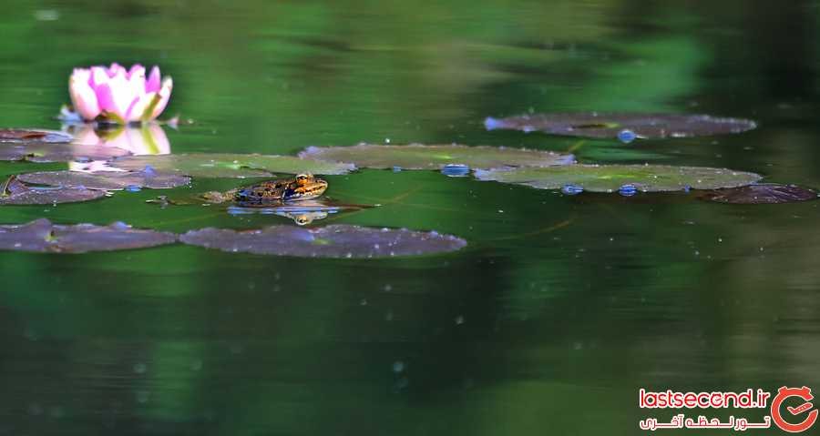  غور و نیلوفر آبی؛ در یکی از دریاچه های مصنوعی باغ مونسراته 