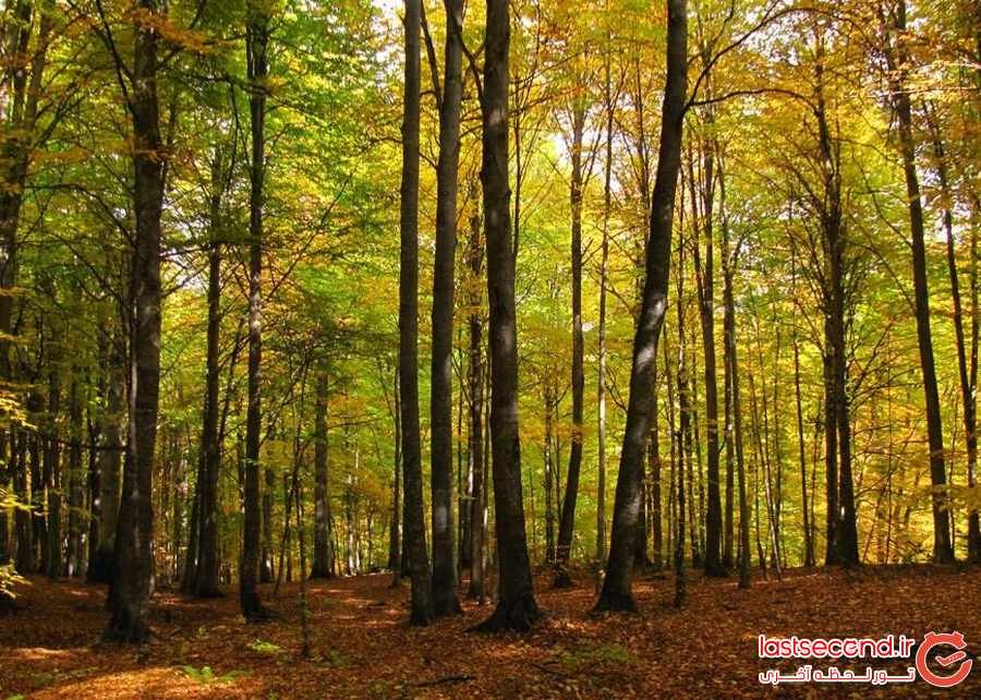 جنگل راش، ثروتی پنهان در طبیعت سوادکوه