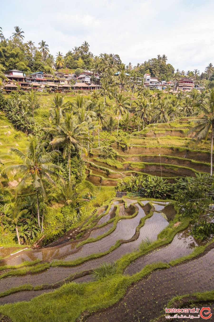 زیباترین تصاویر از زمین های برنج در بالی ‏