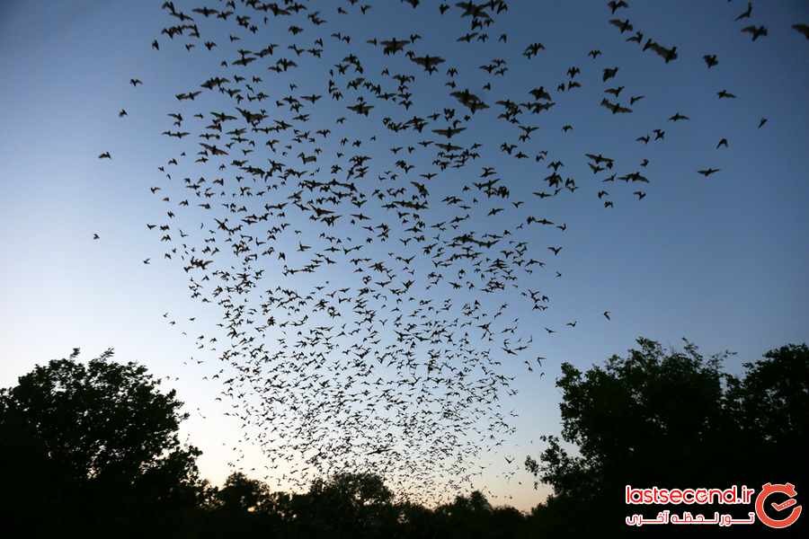 بهترین مکان های دنیا برای تماشای خفاش ها
