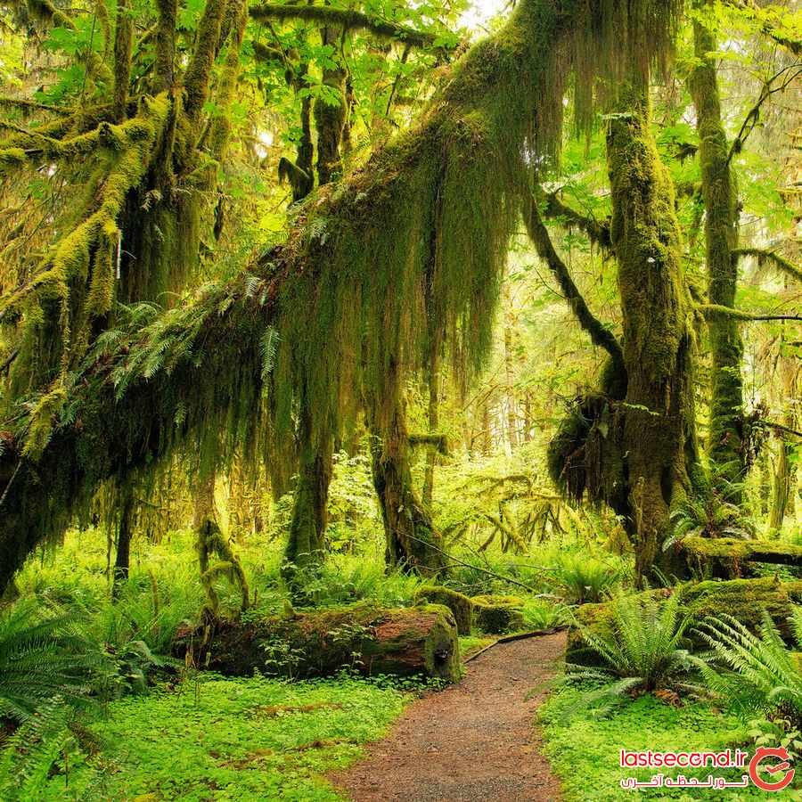 جنگل بارانی هوه ، پدیده طبیعی زیبا و منحصر به فرد ‏