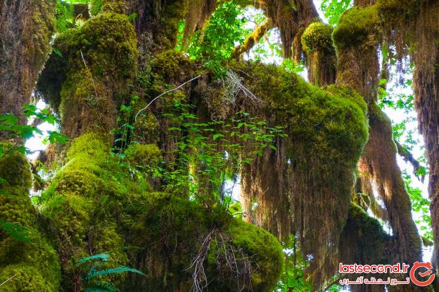 جنگل بارانی هوه ، پدیده طبیعی زیبا و منحصر به فرد ‏