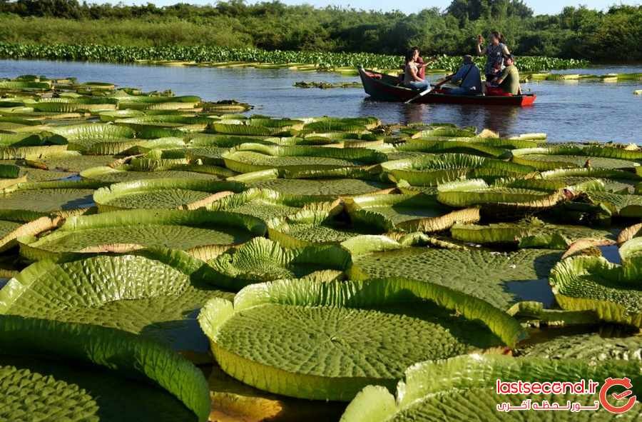 گل های عظیم نیلوفر ، رودخانه ای در پاراگوئه را سبزپوش کردند