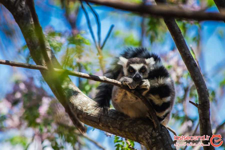 با این تصاویر سفری به ماداگاسکار داشته باشید