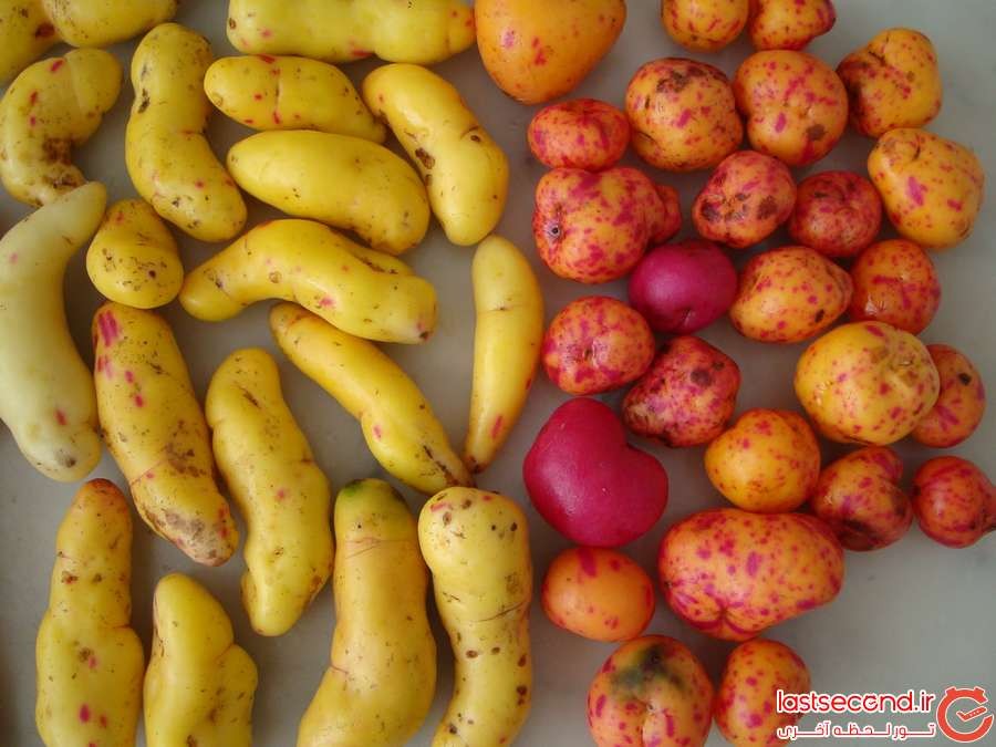 عجیب ترین میوه ها و سبزیجات کشور پرو