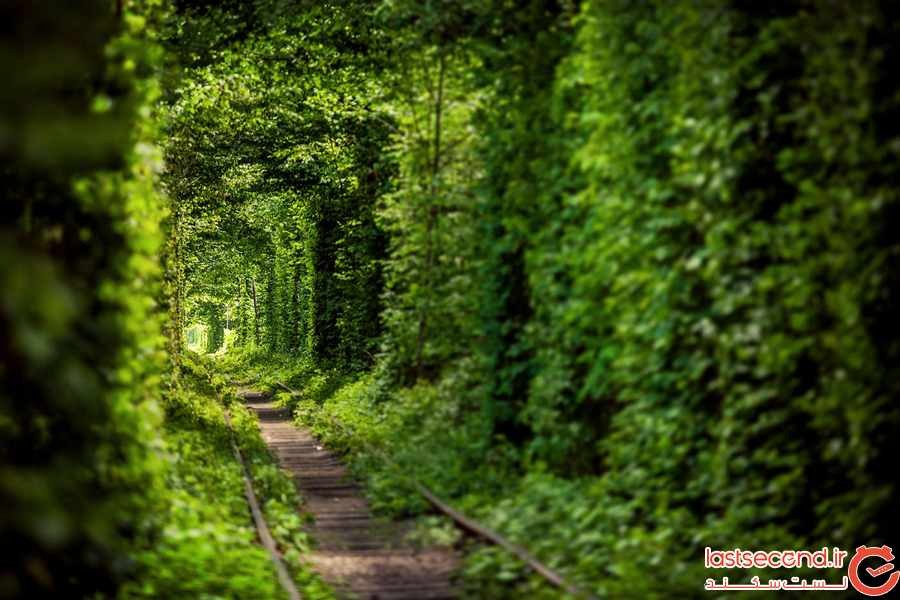 تونل های درختی  شگفت انگیز در سراسر جهان