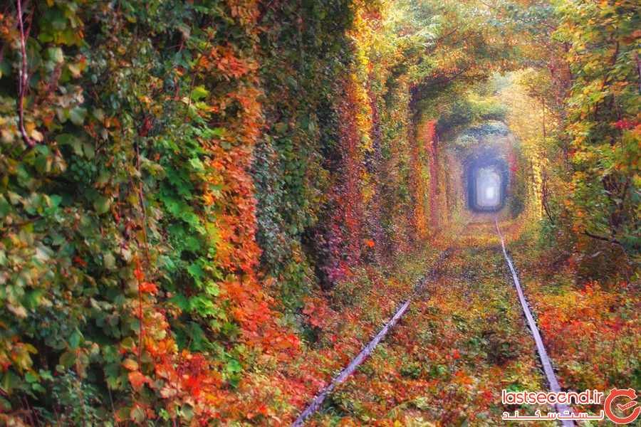 تونل های درختی  شگفت انگیز در سراسر جهان