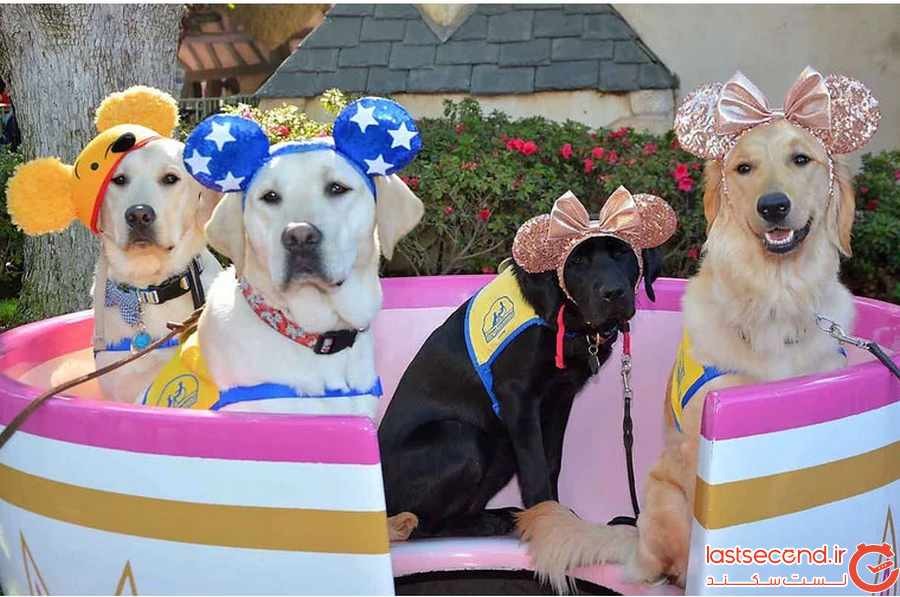 تصاویری خارق العاده از سگ هایی که برای تفریح به دیزنی لند رفتند