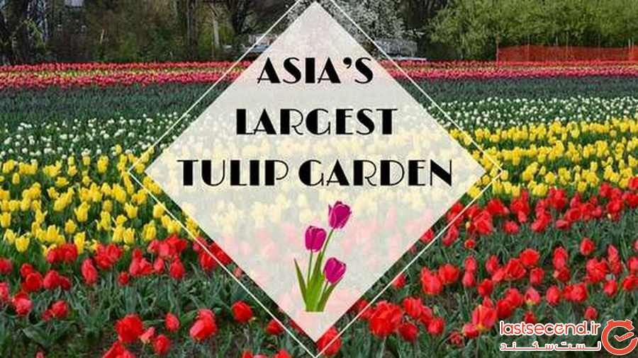 ‏ بازگشایی بزرگترین باغ لاله آسیا در کشمیر هند