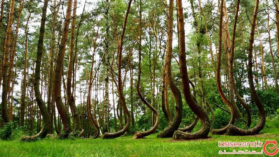 فانتزی ترین جنگل های جهان ‏