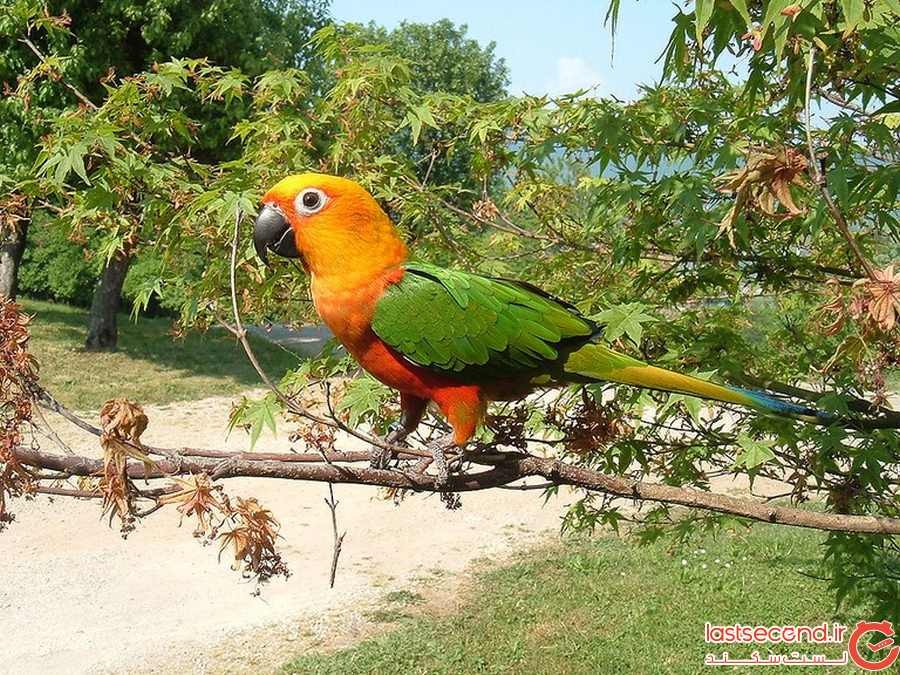 15 پرنده زیبا در برزیل و جایی که آنها را می توانید پیدا کنید!