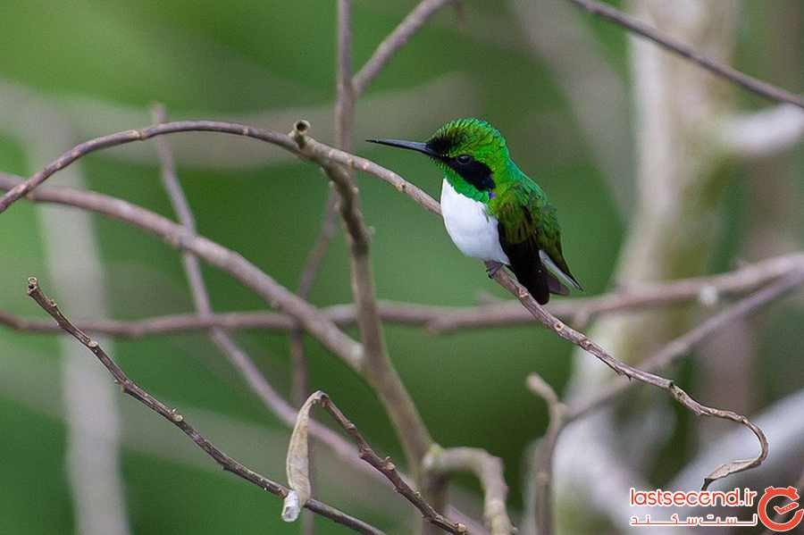 15 پرنده زیبا در برزیل و جایی که آنها را می توانید پیدا کنید!