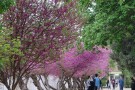 ارم شیراز ارم شیراز