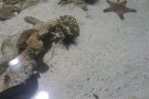 Kish Aquarium (10).jpg