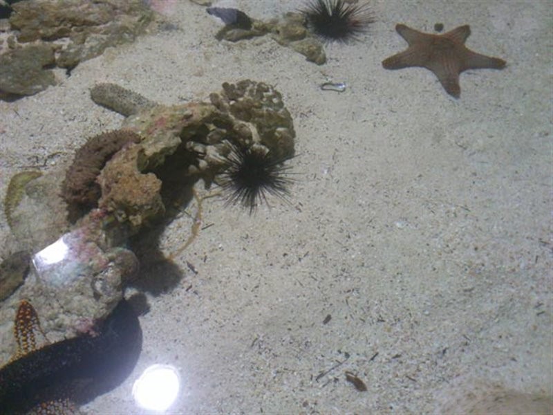 Kish Aquarium (10).jpg
