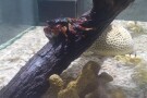 Kish Aquarium (6).jpg