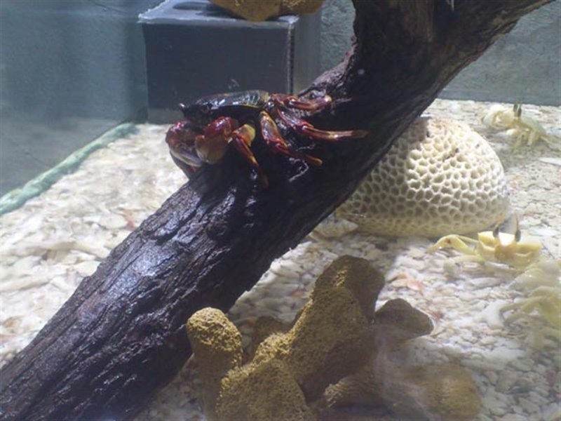 Kish Aquarium (6).jpg