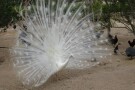 Bird Park (7).jpg