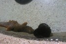 Kish Aquarium (9).jpg