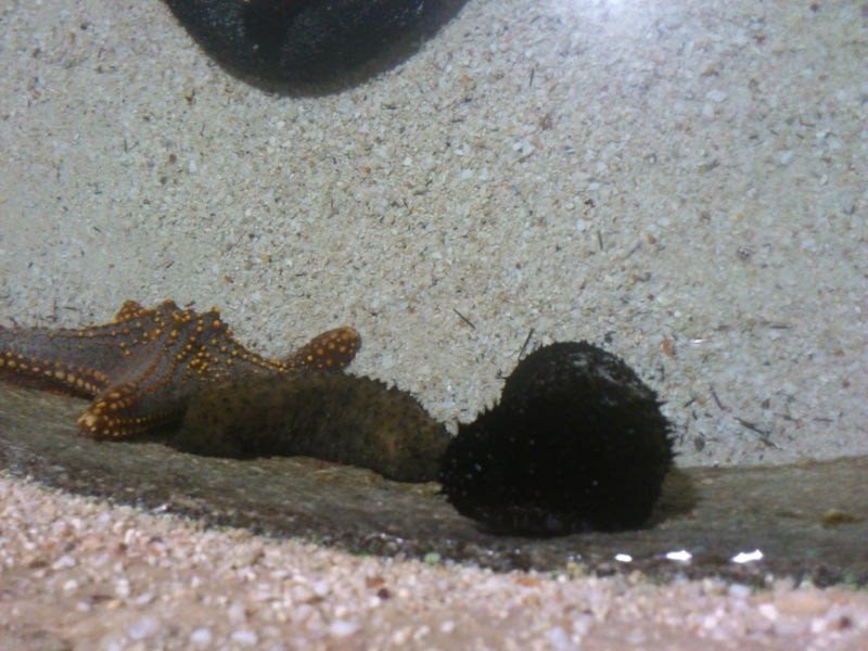 Kish Aquarium (9).jpg