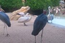 Bird Park (11).jpg