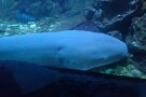 Kish Aquarium (3).jpg