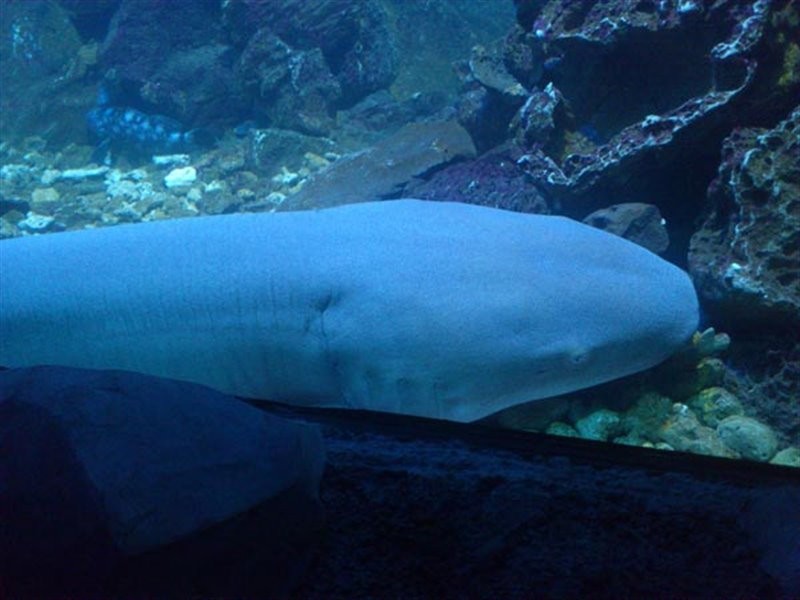 Kish Aquarium (3).jpg
