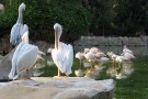 Bird Park (3).jpg