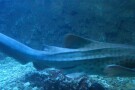 Kish Aquarium (4).jpg
