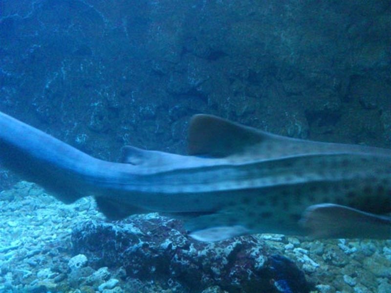 Kish Aquarium (4).jpg