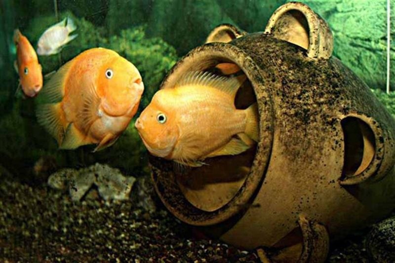 Kish Aquarium (1).jpg