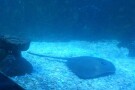 Kish Aquarium (5).jpg
