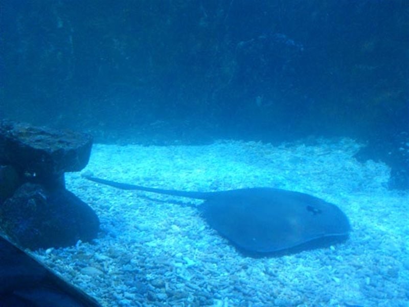 Kish Aquarium (5).jpg