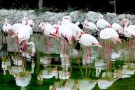 Bird Park (12).jpg