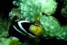 Kish Aquarium (2).jpg